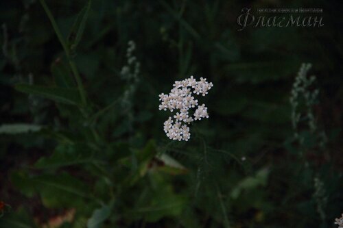 IMG_3062